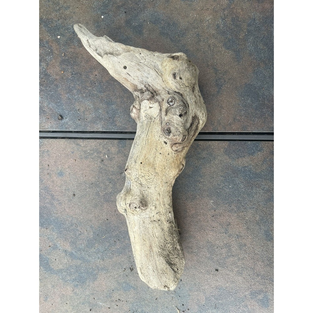 Natural Driftwood for Plants Terrarium Taxidermy Art Projects‎